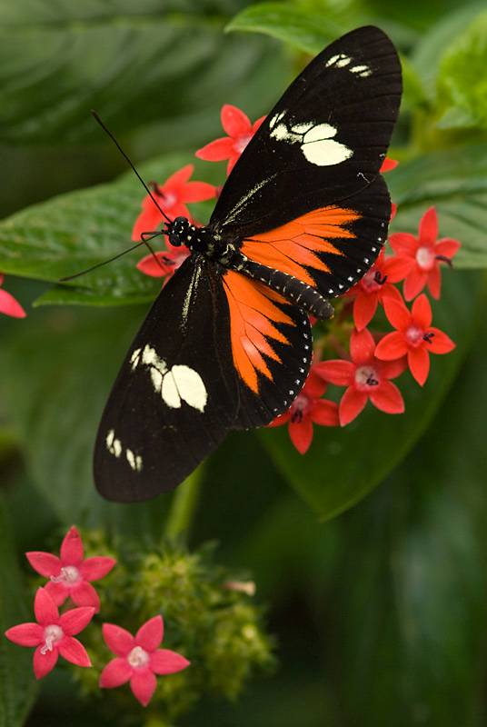 BAS09 - Butterfly on Red Flowersﾠ©2008 Barbara Swanson